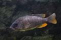 Copadicromis - Borleyi (Kadango red fin)